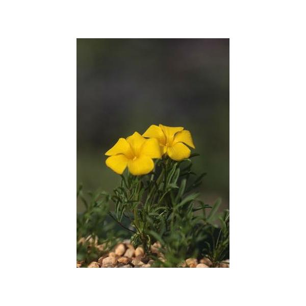 オキザリス　2苗 Oxalis meisneri/オキザリス・メイスネリ : 大木ナーサリー - 通販