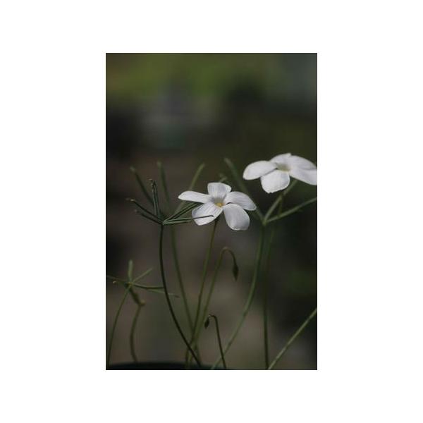 Oxalis cathara/オキザリス・カタラ葉が細く分岐するオキザリス。幣園見計らいにてお送りいたします。販売球は開花サイズ球ですが咲かない場合もございます。１球入っているポットをお送りいたします。2.5号ロングポット開花画像は参考画像...