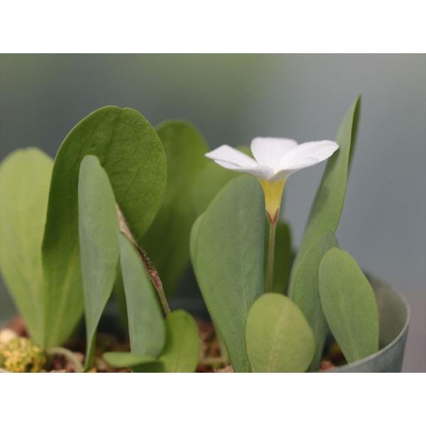 ohgi-nursery_ox-22
