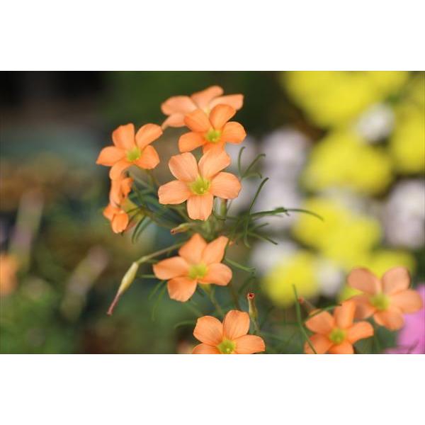 Oxalis Gracilis オキザリス グラキリス Ox 3 大木ナーサリー 通販 Yahoo ショッピング