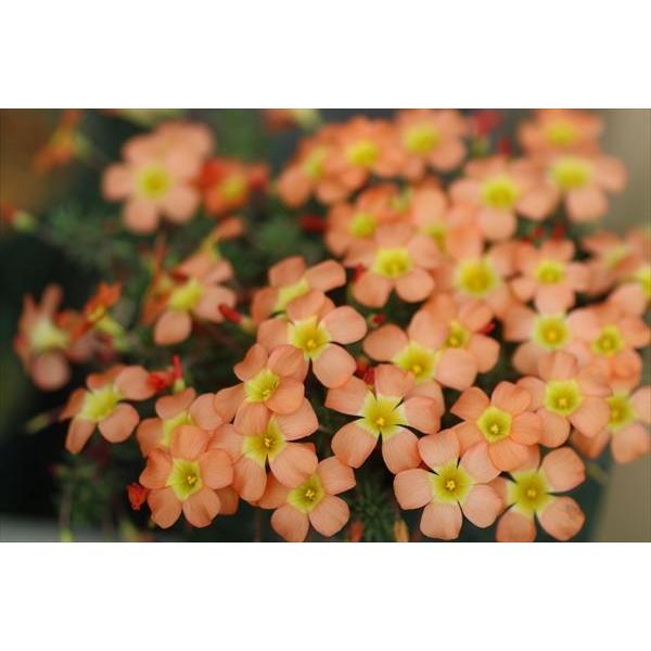 Oxalis massoniana/オキザリス・マッソニアナ幣園見計らいにてお送りいたします。販売球は開花サイズ球です。複数球入っています。2.5号ロングポット開花画像は親株画像です。半耐寒性ですが、凍らない程度の環境、０度以下にならない場...