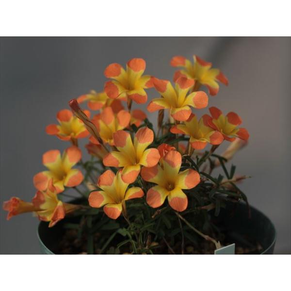 Oxalis sp. Yael/オキザリス未同定種ヤエル : 大木ナーサリー - 通販