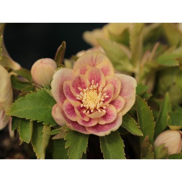 雲彩親株 ブログ一覧 - 福花園種苗株式会社