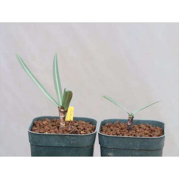 Pancratium parviflorum/パンクラチウム・パルヴィフロルムイスラエル、シリア、レバノンに自生する球根植物。海外の農園から輸入して増殖したものです。現在の分類ではVagaria parviflora・ヴァガリア・パルヴィフ...