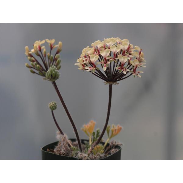 Pelargonium aff. caroli-henrici/ペラルゴニウム・カロリヘンリキ近似