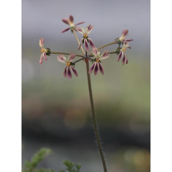 Pelargonium triste ex. Bainskloof seedlings/ペラルゴニウム