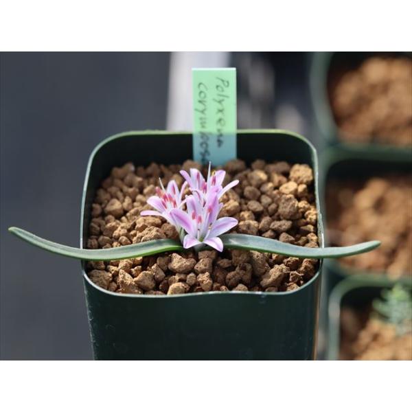 Polyxena corymbosa/ポリキセナ・コリンボサ