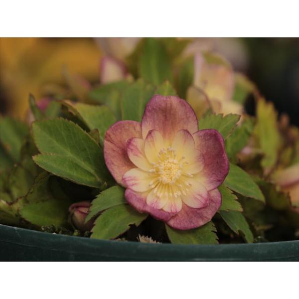 ohgi-nursery_pp26045
