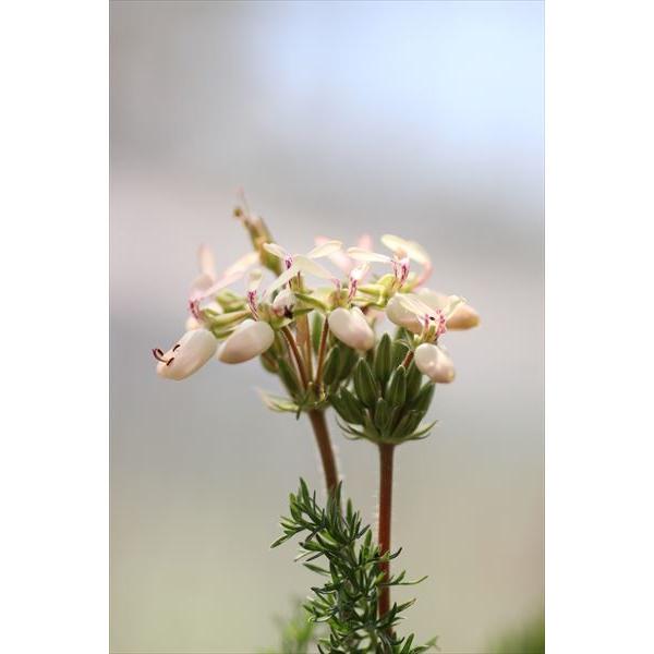 ペラルゴニウム　カロリヘンリキ×ラパセウム ペラルゴニウム カロリヘンリキ×ラパセウム Pelargonium caroli