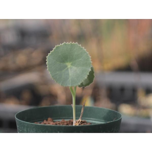 お取置き★セネシオ　オキシリフォリウス★A Senecio oxyriifolius/セネシオ・オキシリフォリウス : 大木ナーサリー