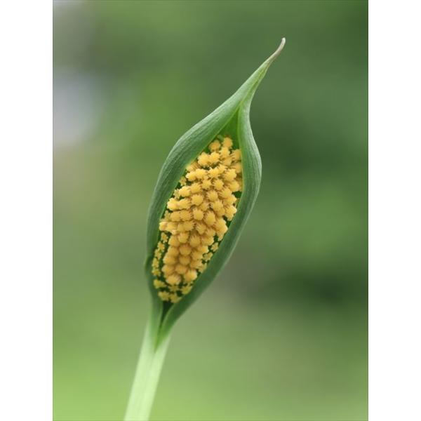 Spathantheum orbignyanum/スパタンテウム・オルビグニアヌム　ペルー〜北部アルゼンチンに自生するサトイモ科植物　3.5号ロングポット撮影日：2025年6月28日（苗画像）販売苗は親株が分球したものです。開花まで２〜３年...