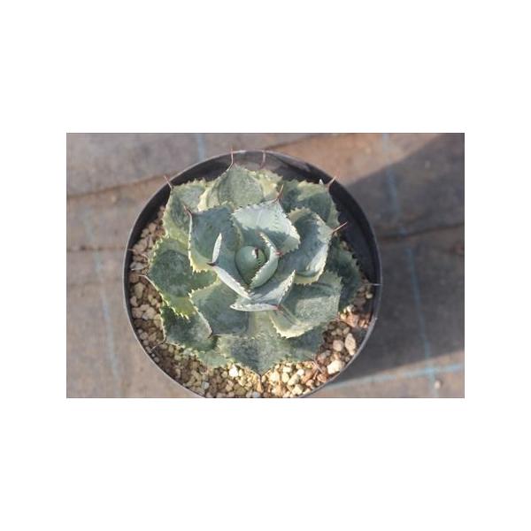 Agave potatorum 'Tradewinds'/アガベ・ポタトルム'トレードウィンズ'1