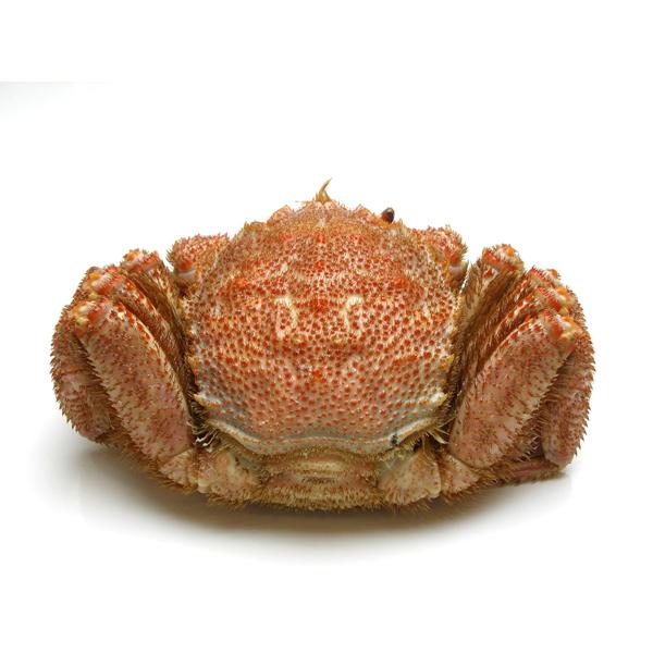 毛ガニ 2Lサイズ 北海道日高産 550g : おいしいコンシェルジュ ヤフー