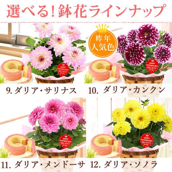 母の日 21 プレゼント 花 ギフト 花とスイーツ ギフトランキング 紫陽花 アジサイ バラ 鉢植え お菓子 Flower Dset Buyee Buyee 日本の通販商品 オークションの代理入札 代理購入