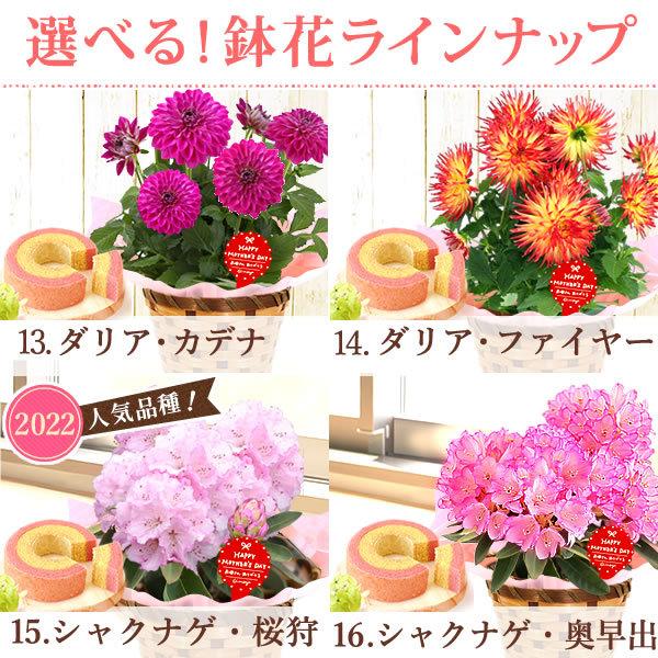 母の日 21 プレゼント 花 ギフト 花とスイーツ ギフトランキング 紫陽花 アジサイ バラ 鉢植え お菓子 Flower Dset Buyee Buyee 日本の通販商品 オークションの代理入札 代理購入
