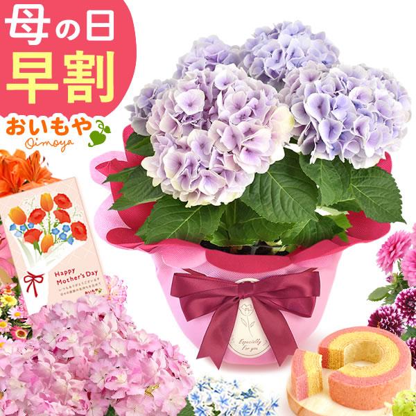 【おすすめ用途】母の日 2026 母の日ギフト 母の日プレゼント mothersday ギフト プレゼント gift 贈り物 スイーツ カーネーション 鉢植え お菓子 食べ物 フラワー 花鉢 花 ギフト 和菓子 洋菓子【贈る相手】女性 母 ...