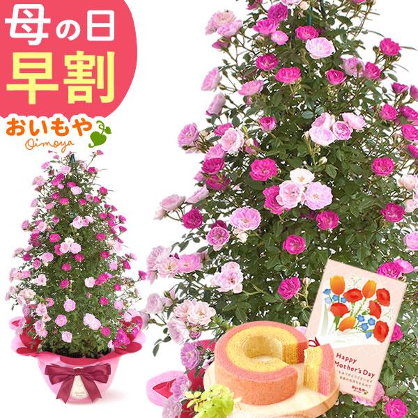 【おすすめ用途】母の日 2026 母の日ギフト 母の日プレゼント mothersday ギフト プレゼント gift 贈り物 スイーツ カーネーション 鉢植え お菓子 食べ物 フラワー 花鉢 花 ギフト 和菓子 洋菓子【贈る相手】女性 母 ...