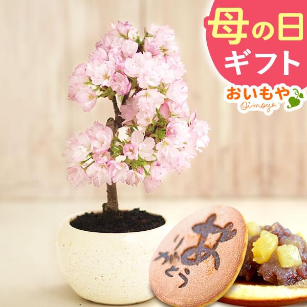 母の日 プレゼント 花 盆栽 桜 2024 ギフト スイーツ 花とスイーツ ギフトランキング 鉢植え 花鉢 お菓子 和菓子 珍しい おしゃれ 50代 60代 70代 80代