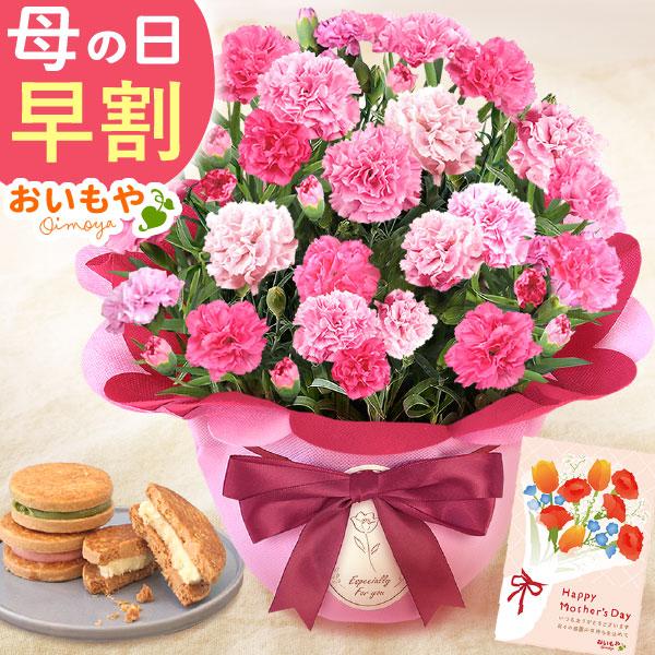 【おすすめ用途】母の日 母の日ギフト 2026 母の日プレゼント 贈り物 mothersday 母の日プレゼント スイーツ カーネーション 鉢植え お菓子 食べ物 フラワー 花鉢 花 ギフト 和菓子 洋菓子【贈る相手】 女性 お母さん 母 ...