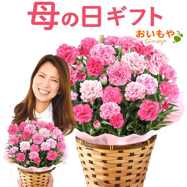 母の日 22 ギフト 花 母の日 プレゼント 花とスイーツ ギフトランキング カーネーション 鉢植え 60代 70代 80代 5 花とスイーツ おいもや 通販 Yahoo ショッピング