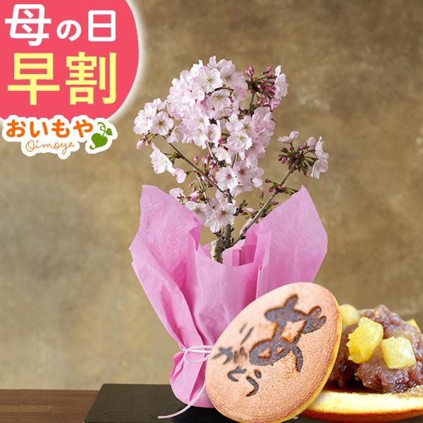 【おすすめ用途】母の日 母の日ギフト 2026 母の日プレゼント 贈り物 mothersday 母の日プレゼント スイーツ カーネーション 鉢植え お菓子 食べ物 フラワー 花鉢 花 ギフト 和菓子 洋菓子【贈る相手】 女性 お母さん 母 ...