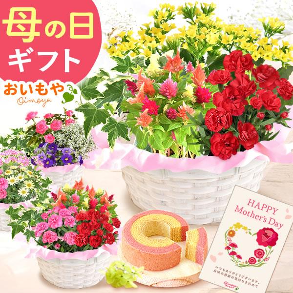 母の日 21 プレゼント ギフト 花 スイーツ 母の日 花とスイーツ ギフトランキング 鉢植え お菓子 寄せ植え メッセージ 5 花とスイーツ おいもや 通販 Yahoo ショッピング