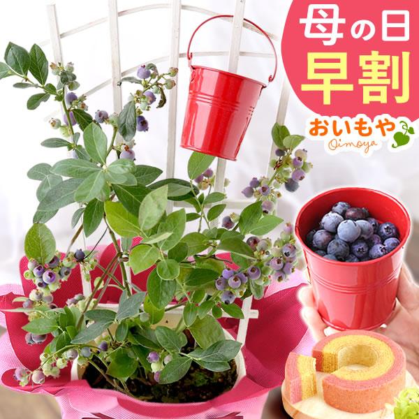 【おすすめ用途】母の日 母の日ギフト 2026 母の日プレゼント 贈り物 mothersday 母の日プレゼント スイーツ カーネーション 鉢植え お菓子 食べ物 フラワー 花鉢 花 ギフト 和菓子 洋菓子【贈る相手】 女性 お母さん 母 ...