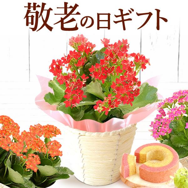 母の日 21 プレゼント ギフト ランキング 花 スイーツ 限定ギフト 花鉢 花とスイーツ ギフトランキング 鉢植え お菓子 Flower Aset3 花とスイーツ おいもや 通販 Yahoo ショッピング