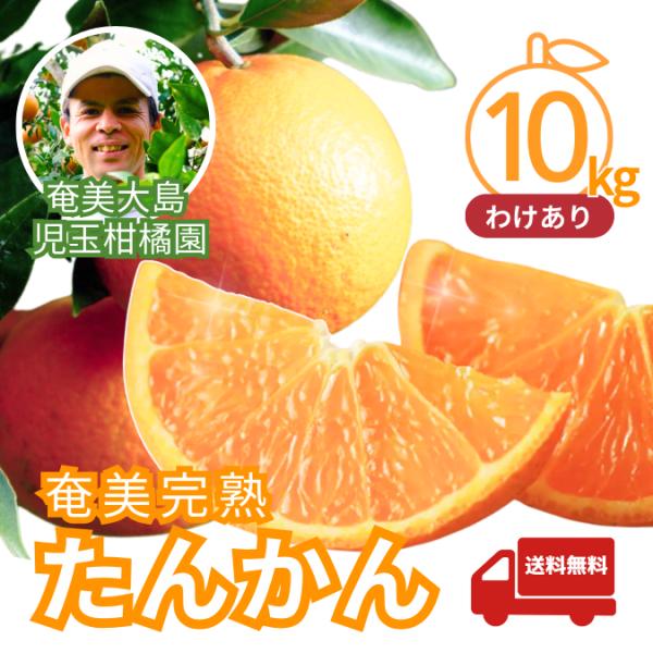 訳あり 完熟たんかん 奄美大島産 10kg｜児玉柑橘園｜家庭用・除草剤不