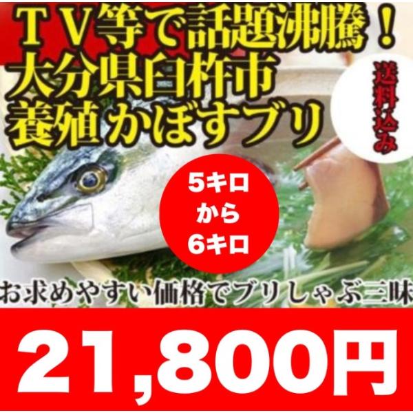 2025年発送開始！大分県臼杵市養殖 かぼすブリ5.0kgから6.0kg送料無料！テレビで話題沸騰中！