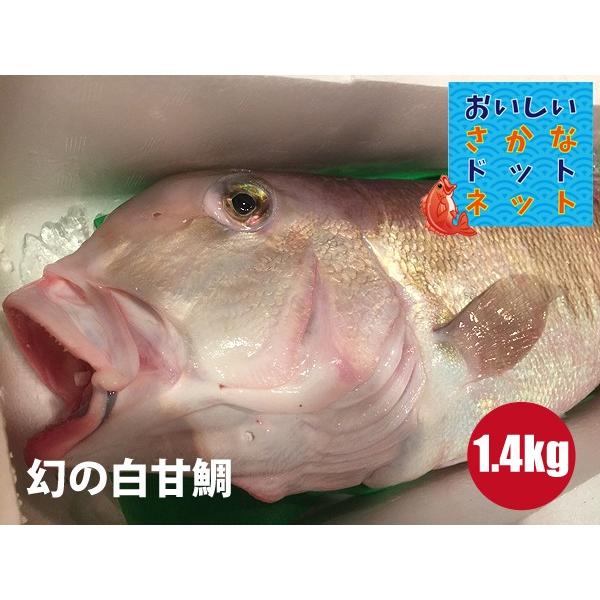 白甘鯛は数ある水産物でも最高級の魚です 幻の超高級魚 美味しい魚 特選海鮮ギフト 徳島県産白甘鯛 しらかわ 1尾1 4kg前後 国産 冷蔵便 代購幫