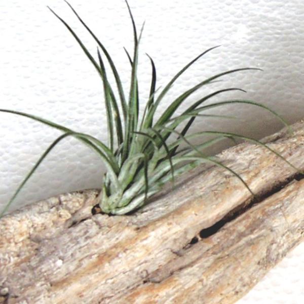 流木エアプランツap6 流木とエアプランツ チランジア 3種セット インテリア アート ディスプレイ 送料無料 返金保証 長良川流木専門店 流木と流木 Buyee Buyee 提供一站式最全面最专业现地yahoo Japan拍卖代bid代拍代购服务 Bot Online