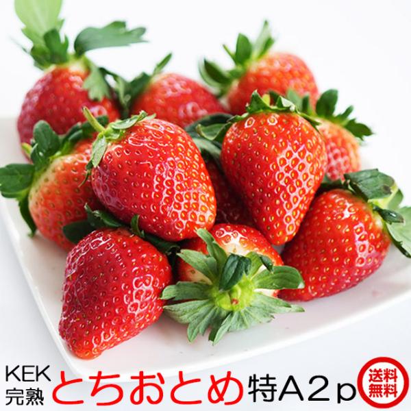 ■KEK いちご とちおとめ 大粒(特A)2パック・粒が大きめで形がよく、鮮やかな赤色をしています。・糖度が高く適度な酸味を持っており、果汁もたっぷりでジューシーな味わいです。・果肉がつまっているので、しっかりとした歯ごたえがあり比較的日持...