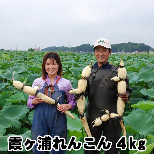 《霞ヶ浦れんこん》■出荷期間：9月下旬〜翌4月末日の季節限定商品です。※その年の天候作柄状況により前後いたします。■ 鮮度保持のため全期間チルドでお届けします。■ 有機質肥料（もみがら堆肥、醗酵鶏糞等）を使用しています。■ 無漂白です。■ ...