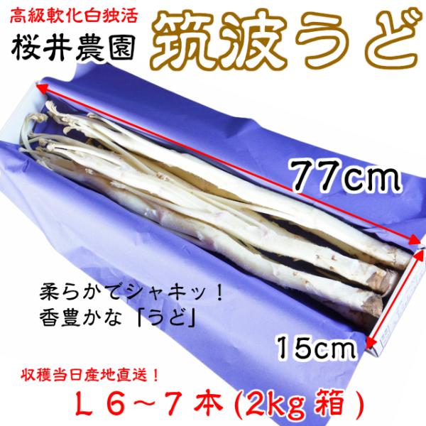 送料無料 ≪桜井さんちの「柔らか 筑波白うど」≫★うどの花芽プレゼント（9月）■ 一般の山うどとは異なり柔らかでシャッキとした食感の香り豊かな白うどです。■ 鮮度保持のため全期間チルドでお届けします。■ 長年かけてたどり着いたこの栽培方法に...