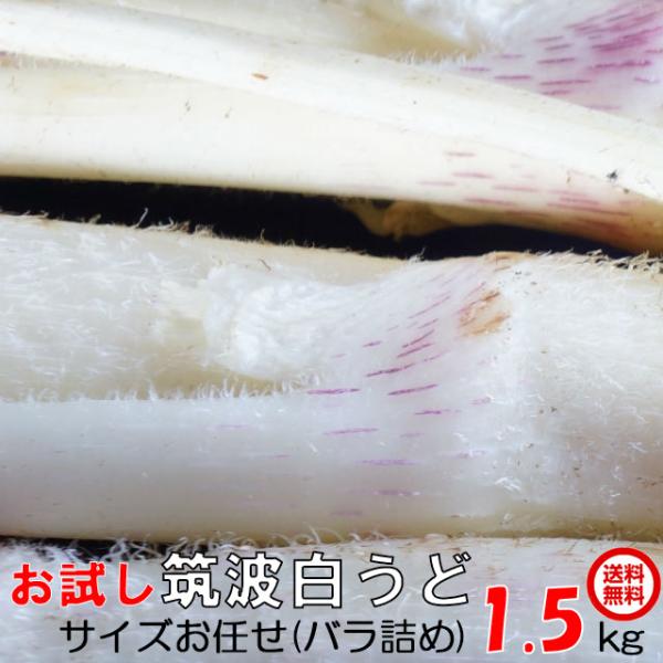 お試し送料無料 ≪桜井さんちの「柔らか 筑波白うど」バラ詰め約1.5kg≫少人数の方やウドは初めてという方にもお勧め！ ・バラ詰め（サイズお任せ、不揃い）規格です。・当日収穫したウドの中で、品質が良くても「サイズ規格に当てはまらない」ものや...