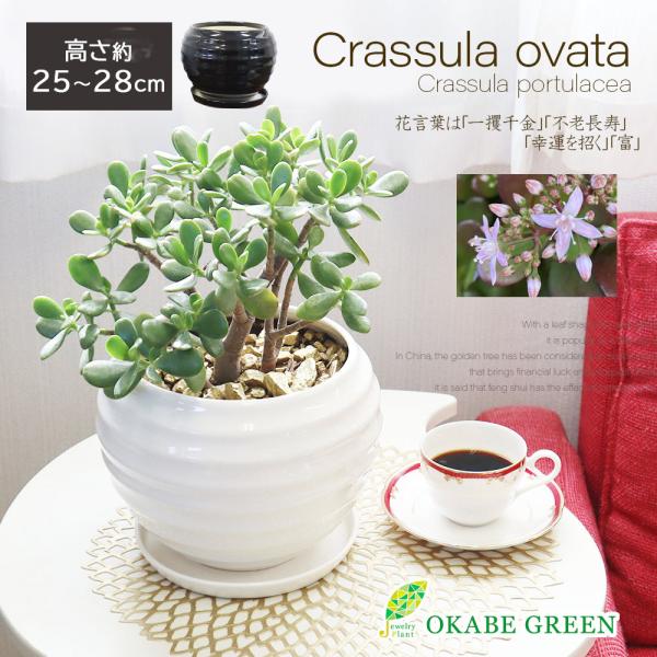 超大型！金のなる木！御神木！ okabegreen_ag-100