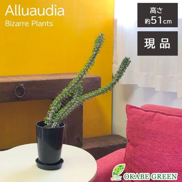 観葉植物 おしゃれ 希少品種 アローディア プロセラ 4号 現品 黒