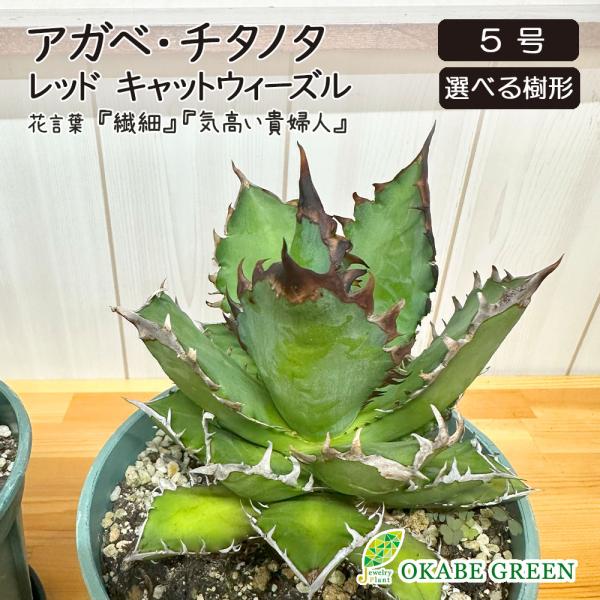 アガベ観葉植物 Secret Bazaar | 『 アガベ・ハイブリッド 』 Agave uthaensis