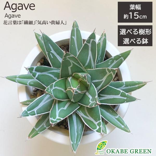 アガベ笹の雪3 5号 多肉植物 観葉植物 おしゃれ お祝い プレゼント ギフト風水 種類一覧 鉢植え 母の日 Ag 74 Okabe Green 通販 Yahoo ショッピング
