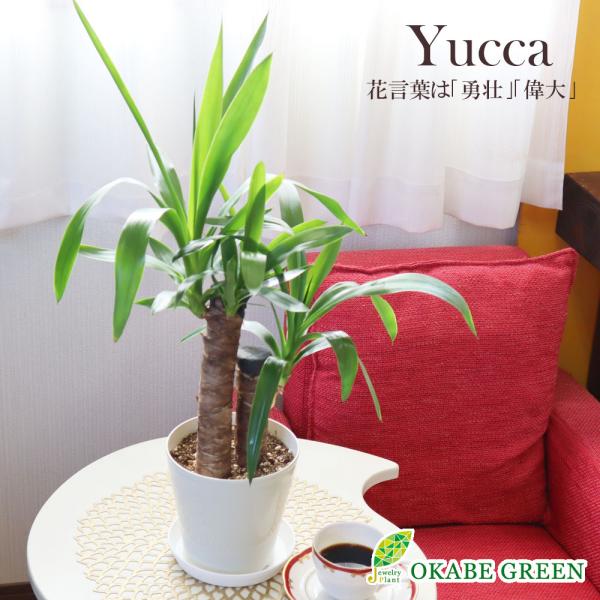 ユッカ 6号 アイボリープラスチック鉢 観葉植物 おしゃれ お祝い プレゼント ギフト 風水 種類一覧 鉢植え インテリア 母の日 Ag 96 Okabe Green Jewelryplant 通販 Yahoo ショッピング