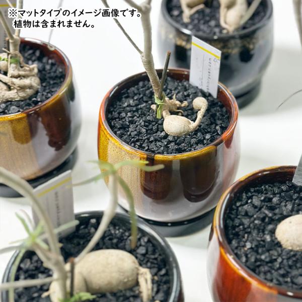 �ϗt�A��  ���ϐ� �f�R�W���� ���� 400g �I�ׂ� �u���b�N �S�[���h �� �� �c�� �}�b�g �c���Ȃ� ����� �� ���ύ��� �}���`���O ���A�� [�A���ւ��I�v�V����] ���i�摜2