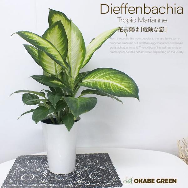 敬老の日 ディフェンバキア トロピックマリアンヌ６号白のプラスチック鉢 観葉植物 おしゃれ お祝い プレゼント ギフト 風水 種類一覧 Db 75 1 Okabe Green Jewery Plant 通販 Yahoo ショッピング