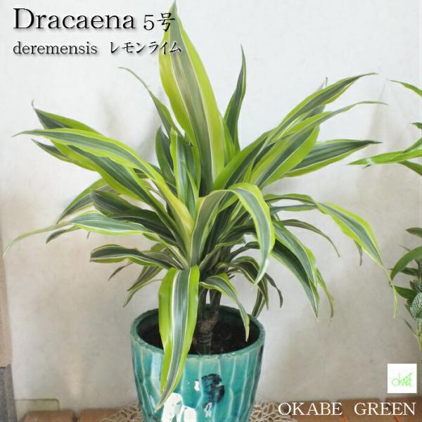 ドラセナ ワーネッキ レモンライムとアクアグリーンの器 観葉植物 おしゃれ お祝い プレゼント ギフト 風水 種類一覧 敬老の日 Ds 155 Okabe Green Jewelryplant 通販 Yahoo ショッピング