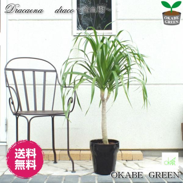 ドラセナ ドラコ 竜血樹 現品 8号 黒陶器 き 観葉植物 おしゃれ お祝い プレゼント ギフト 風水 種類一覧 お中元 Ds 178 Okabe Green Jewelryplant 通販 Yahoo ショッピング