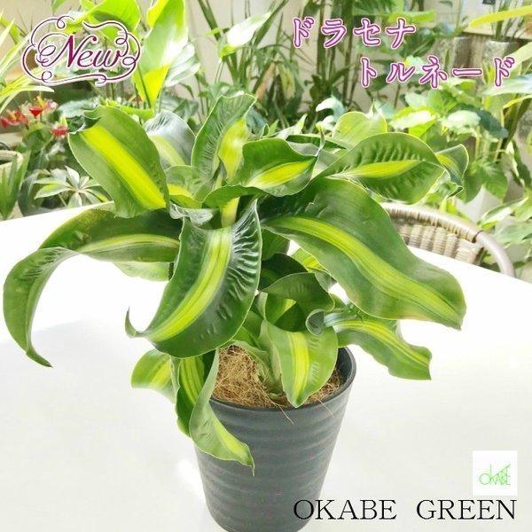 ドラセナ トルネード 黒のプラスチック鉢 観葉植物 おしゃれ お祝い プレゼント ギフト風水 種類一覧 Ds 294 Okabe Green 通販 Yahoo ショッピング