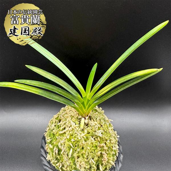 蘭 苔玉 観葉植物 おしゃれ お祝い プレゼント ギフト 風水 種類一覧 おしゃれ 富貴蘭 風蘭 ピンク陶器 兜丸 白い花 Fu 1 Ss Okabe Green Jewery Plant 通販 Yahoo ショッピング