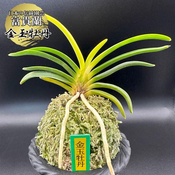 okabegreen_fu-79 okabegreen_fu-79