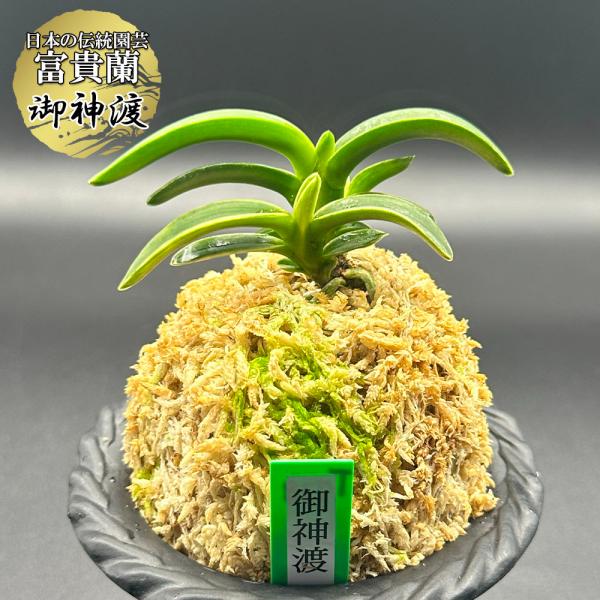 富貴蘭　祇園美人② 楽天市場】【スーパーセール2個同時購入10％OFF】 富貴蘭 風蘭