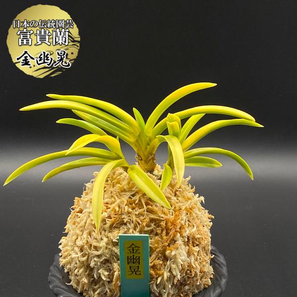 [祝^_^評価6000突破お値打ち品♫]富貴蘭　神の河 okabegreen_fu-t152